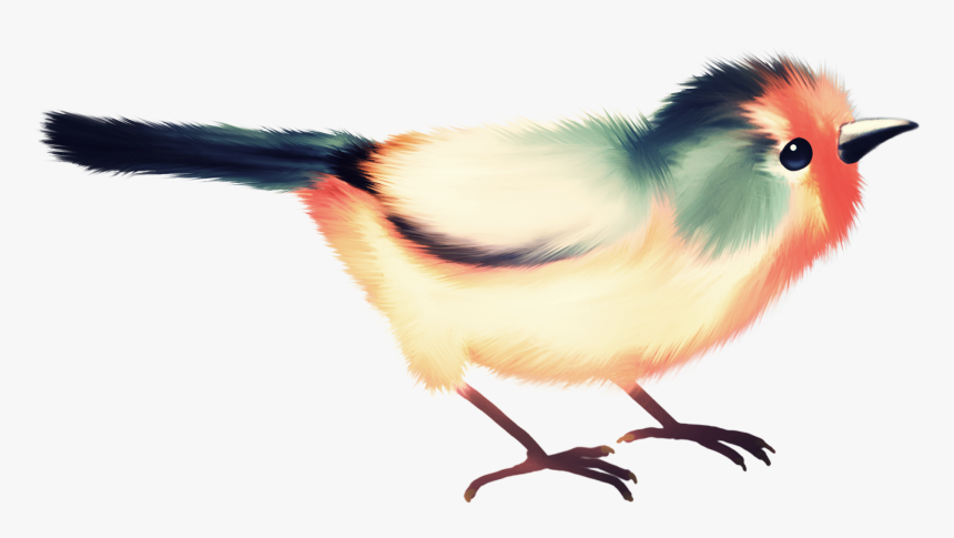 Фотки Birds, Bird Watching, Album, Cute, Clip Art, - Cockatiel, HD Png Download