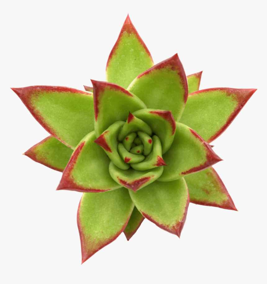 Lipstick Echeveria, HD Png Download