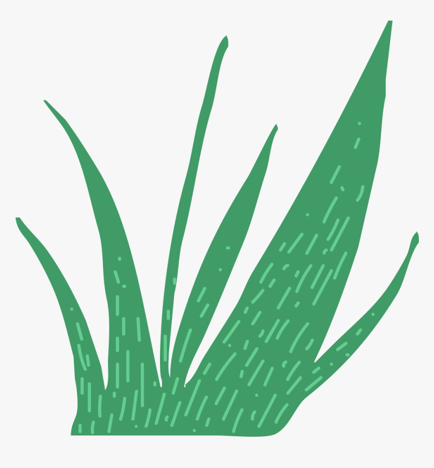 This Is A Sticker Of Grass - Agave Azul, HD Png Download