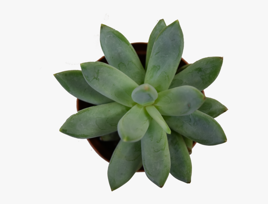 Mini Succulent3 - Agave, HD Png Download