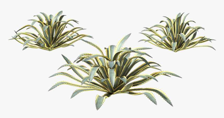 Fruit, HD Png Download