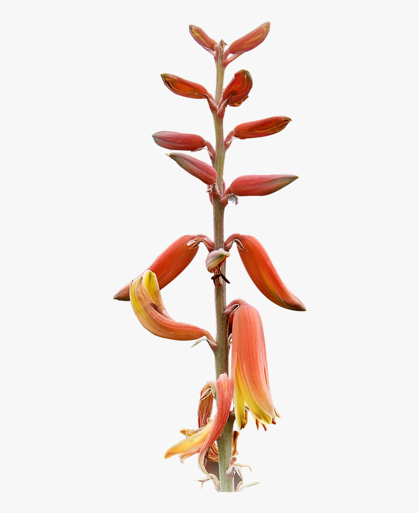Plant Png High Resolution Free Photo - Heliconia, Transparent Png