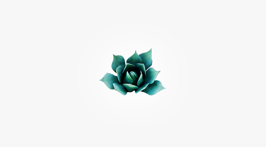 Echeveria, HD Png Download