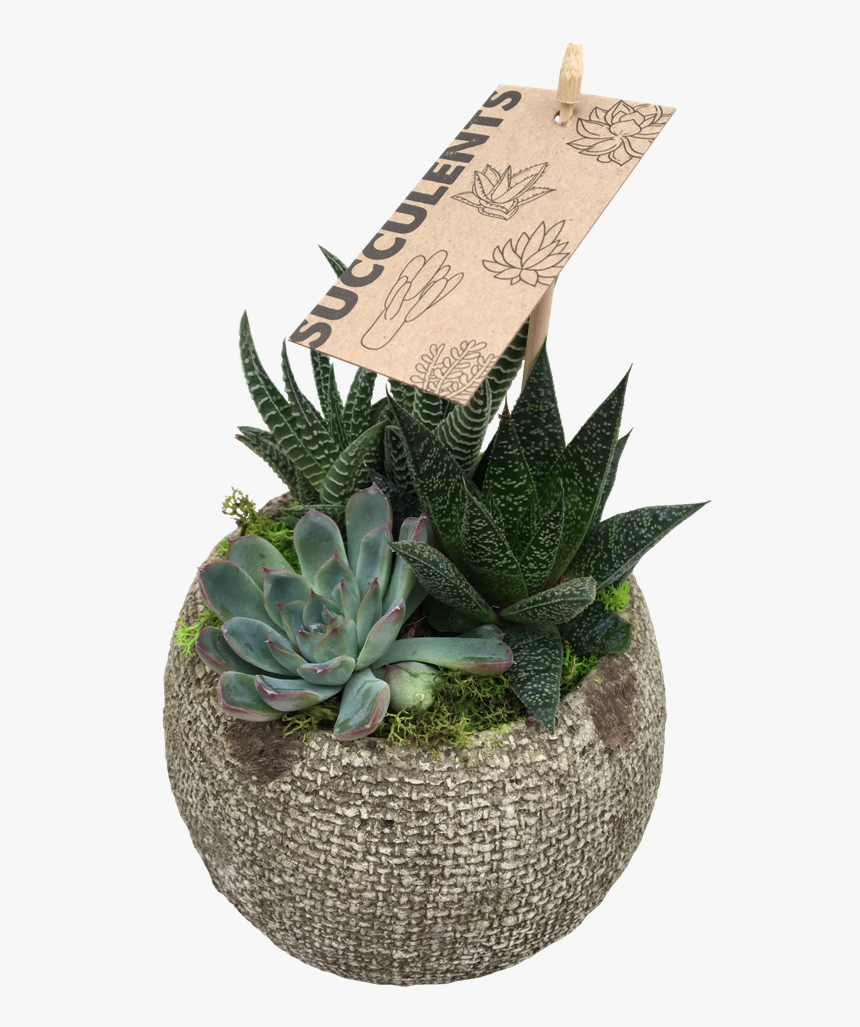 Small Succulent - Agave, HD Png Download