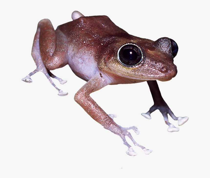 Eastern Spadefoot, HD Png Download