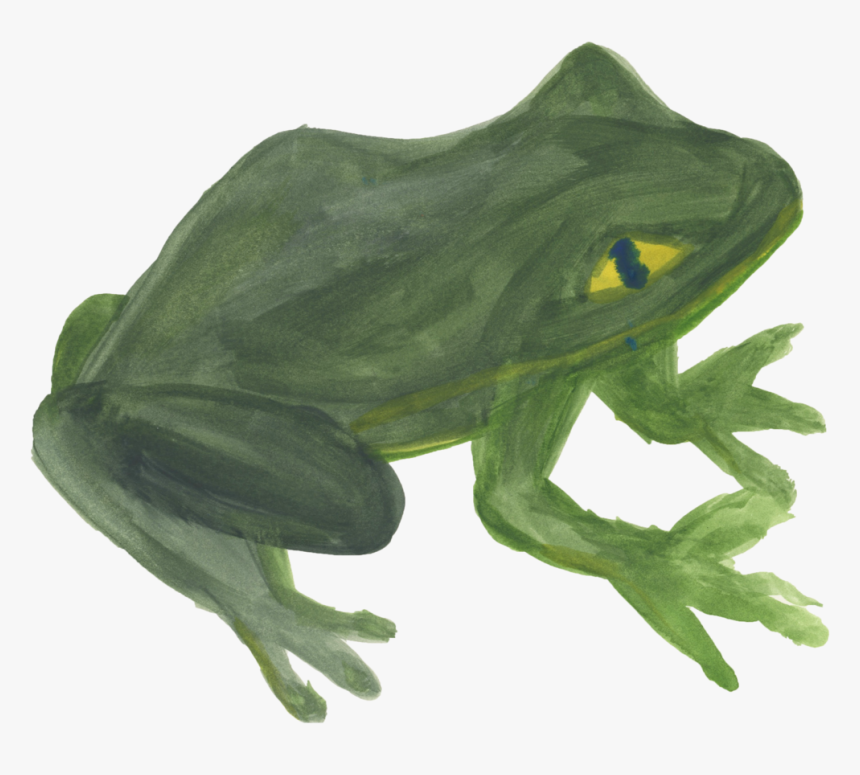 Frog - Barking Tree Frog, HD Png Download