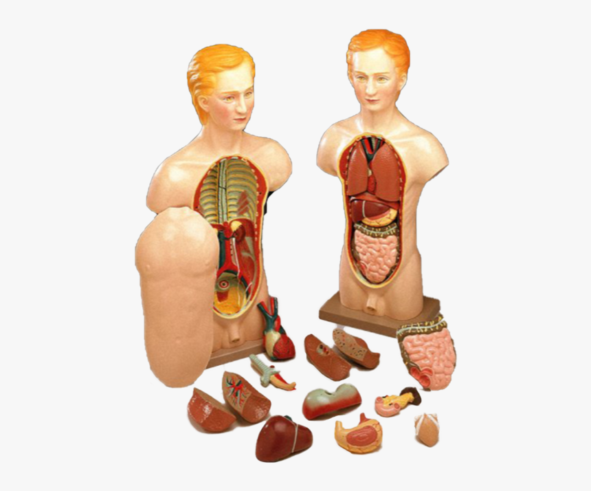 Budget Dapper Dan Torso Fourteen Parts 
 Data Zoom - Illustration, HD Png Download