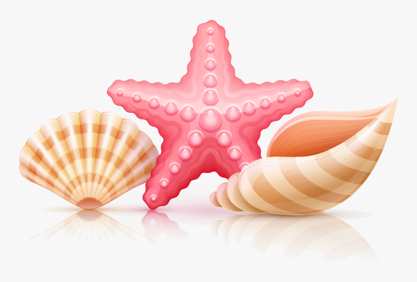 Seashell Starfish And Seashells Transparent Clipart - Illustration, HD Png Download