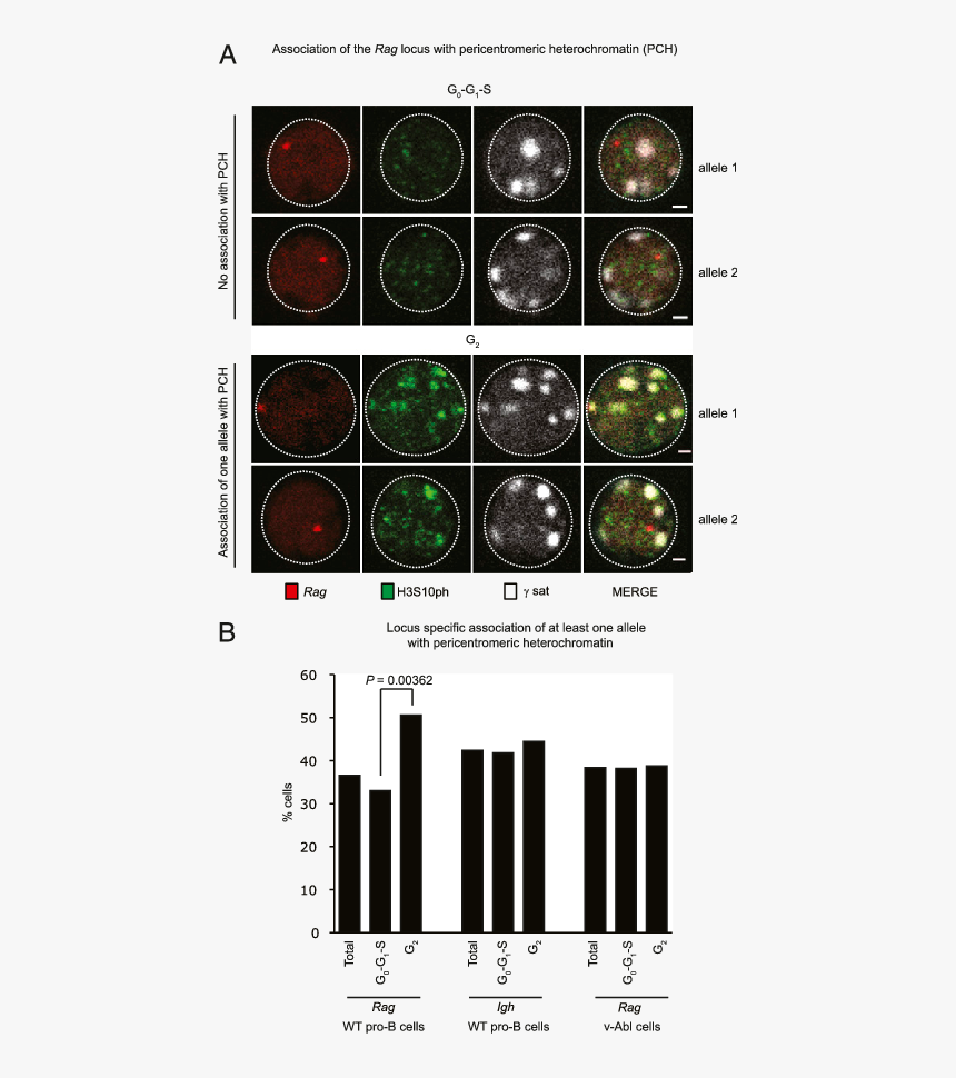Circle, HD Png Download