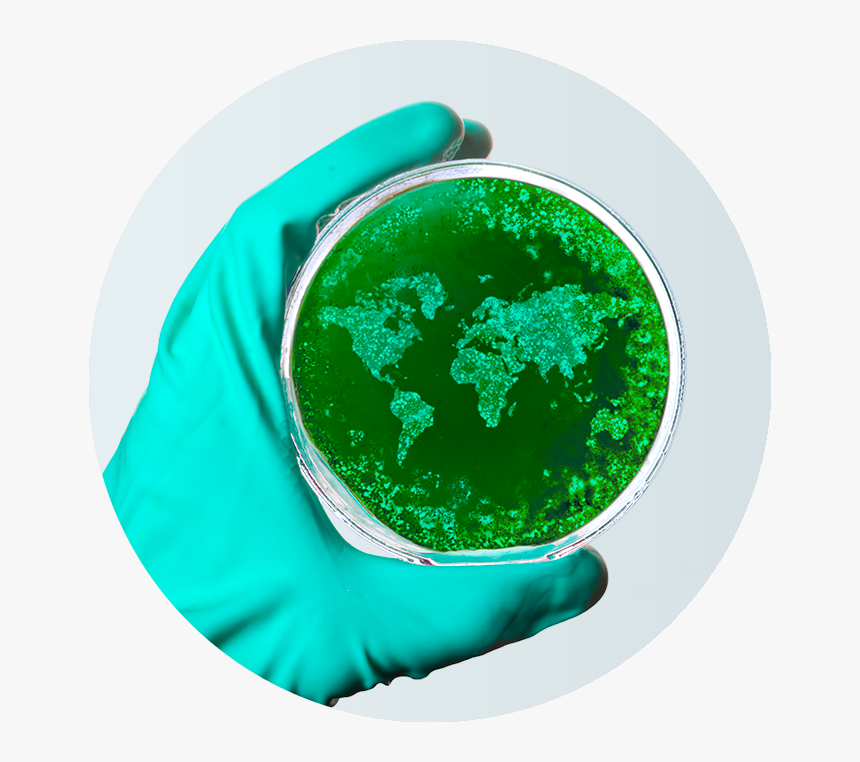 Petri World - Corono Virus Petri Dish, HD Png Download