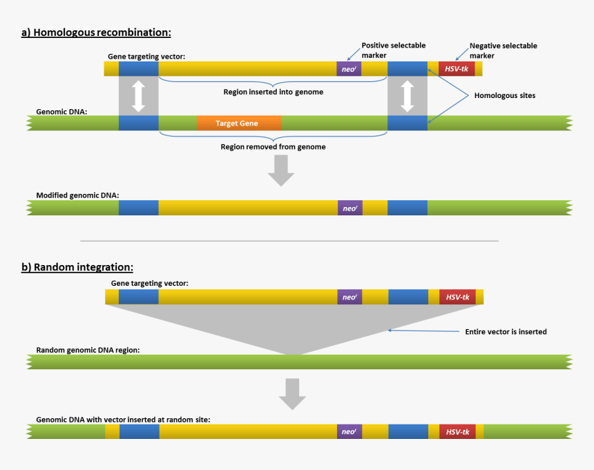 File - Genetargeting - Ricombinazione Omologa Gene Targeting, HD Png Download
