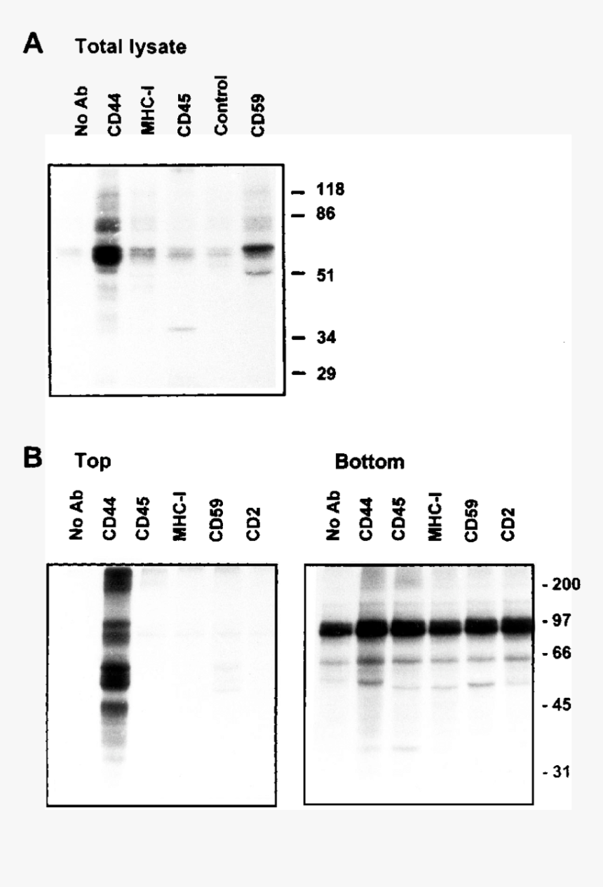 Monochrome, HD Png Download