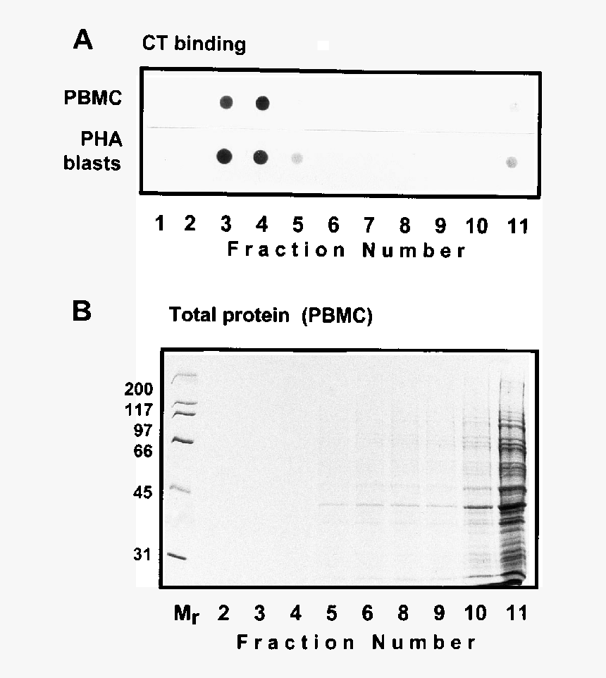 Screenshot, HD Png Download