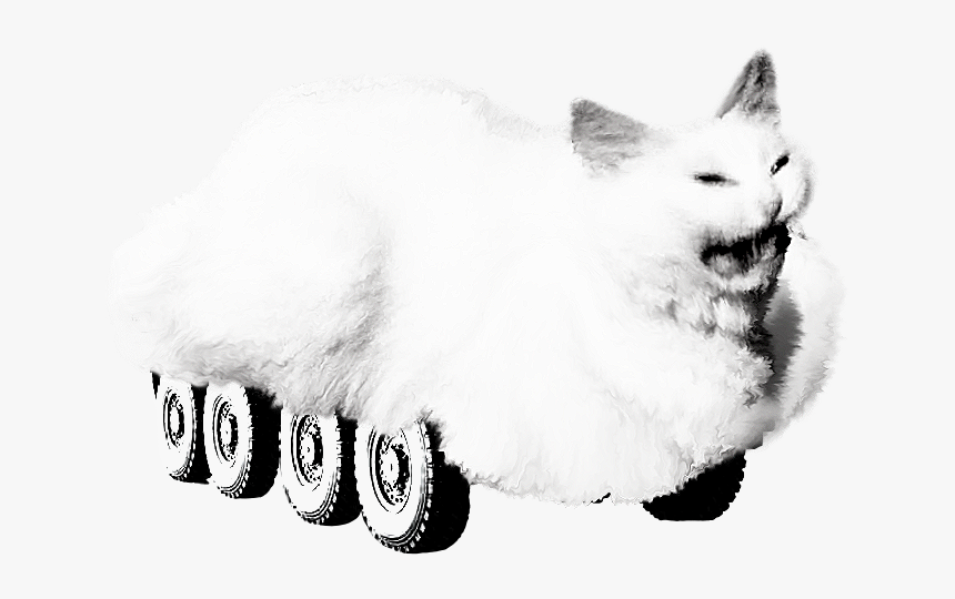 Whiskers White Black And White Whiskers - Cat Yawns, HD Png Download