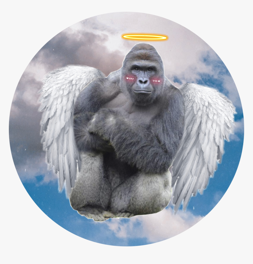 #harambe - Harambe Dick Meme, HD Png Download