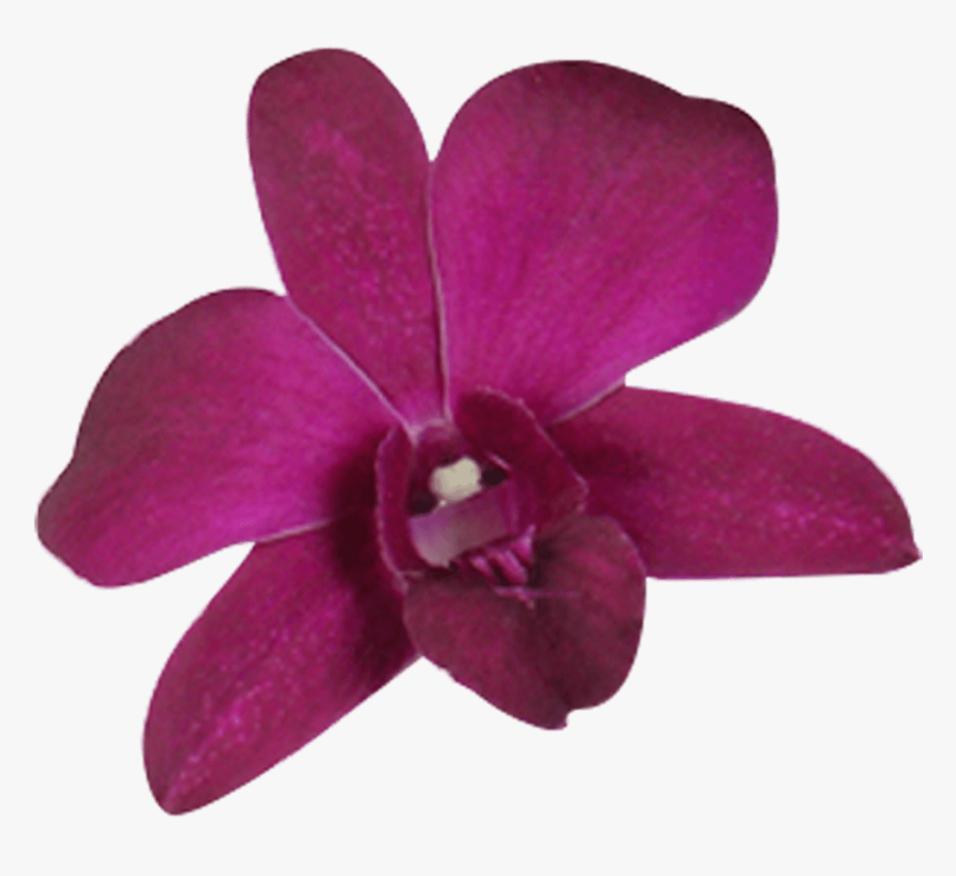 Best Orchid Flowers Dark Purple Orchids Fresh Flowers - Cooktown Orchid, HD Png Download