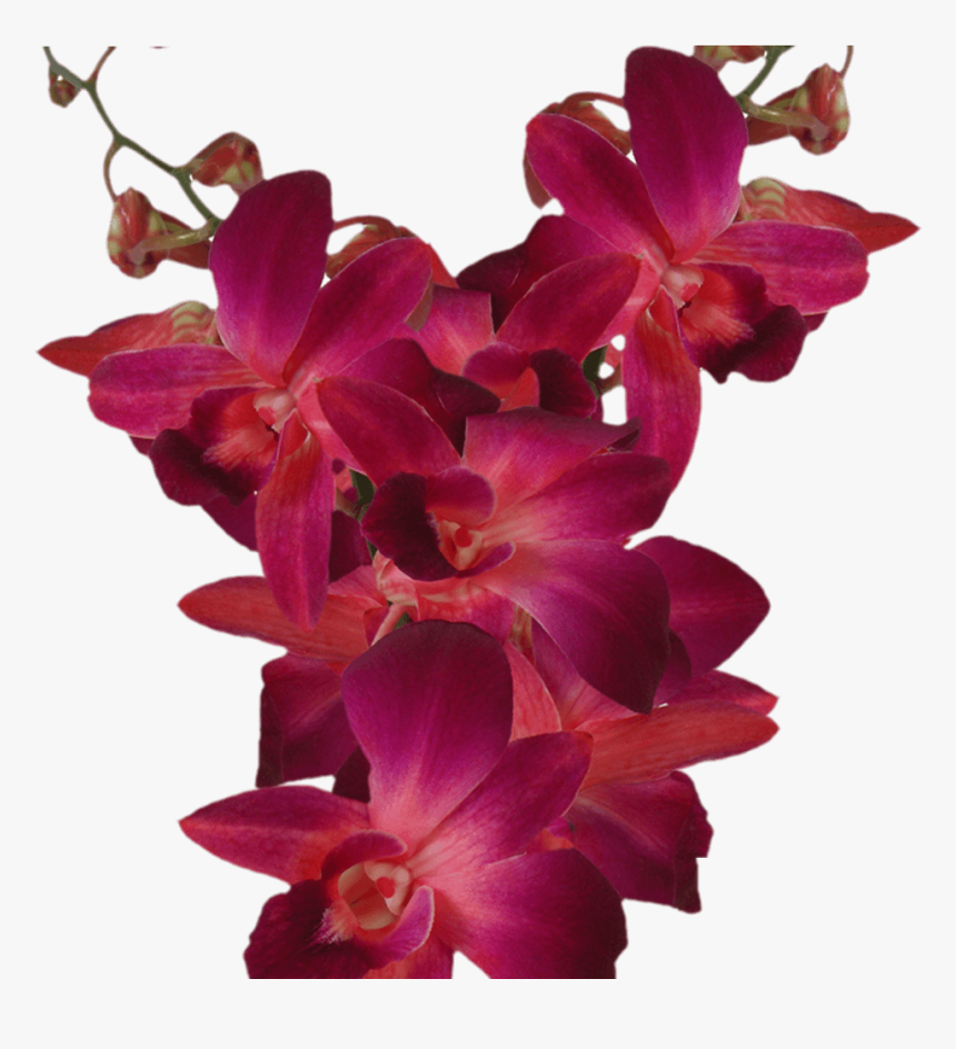 Purple Orchid Flowers For Sale Online - Dendrobium Red, HD Png Download