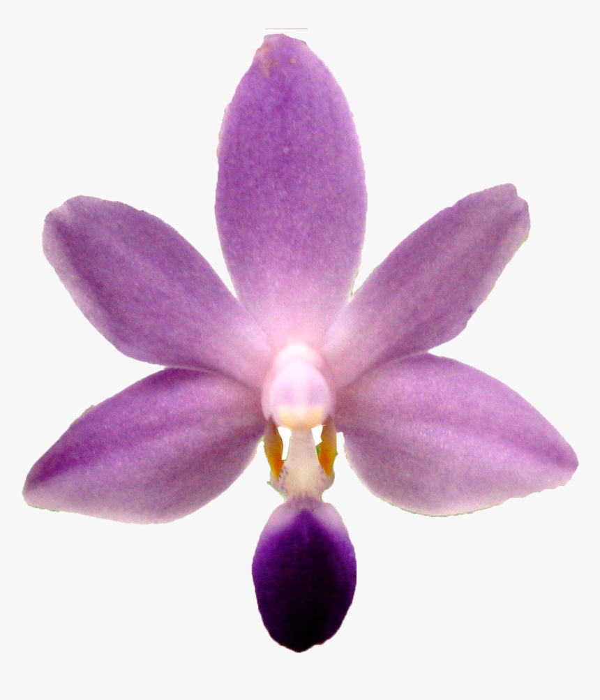 Purple Orchid Png, Transparent Png