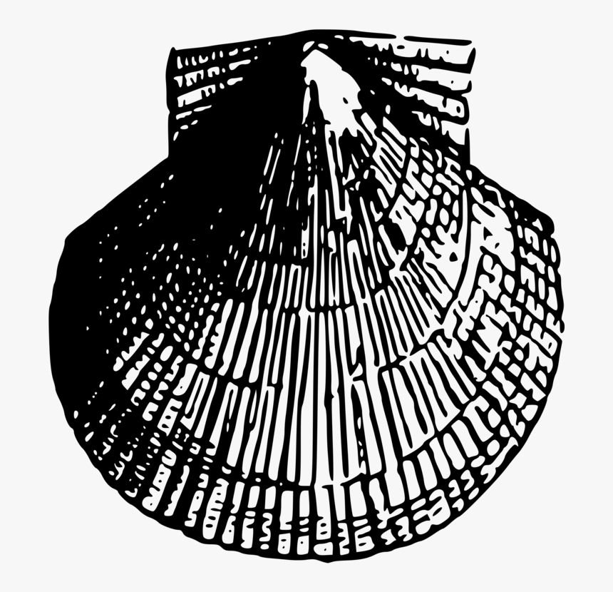 Drawing Shell Black And White - Manchester Regiment Shoulder Title, HD Png Download