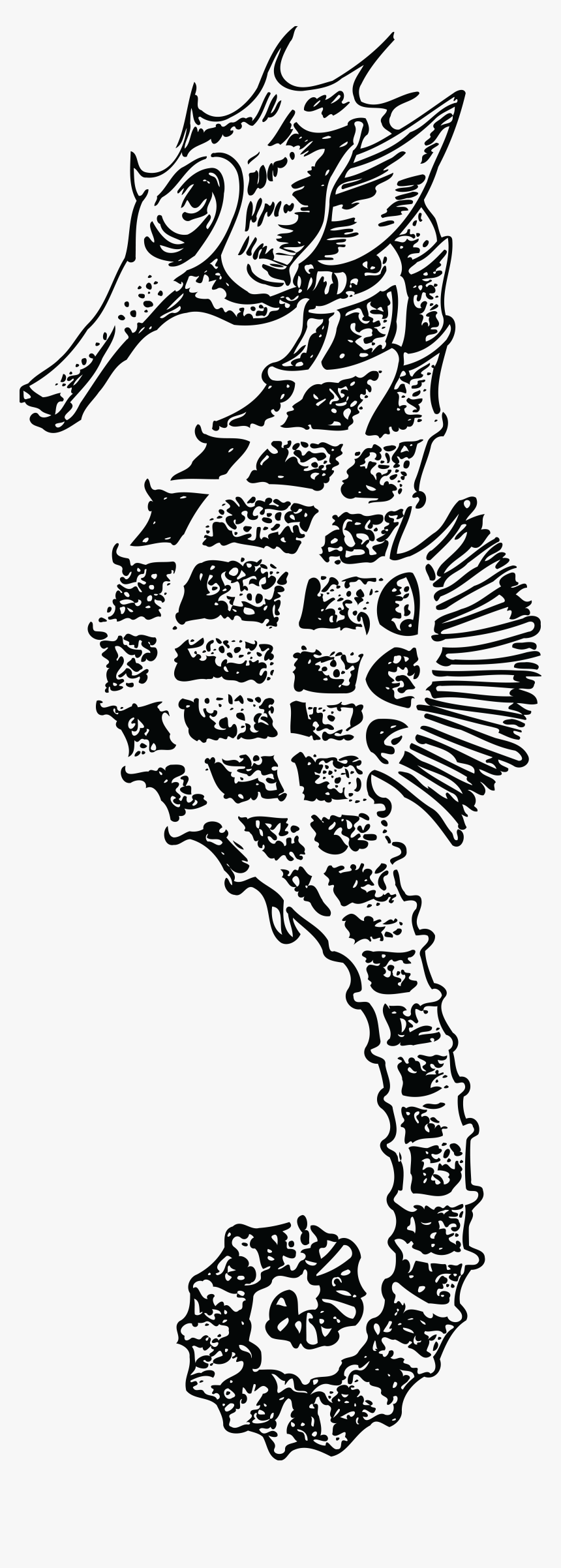 Free Clipart Of A Seahorse - Seahorse Drawing Png, Transparent Png