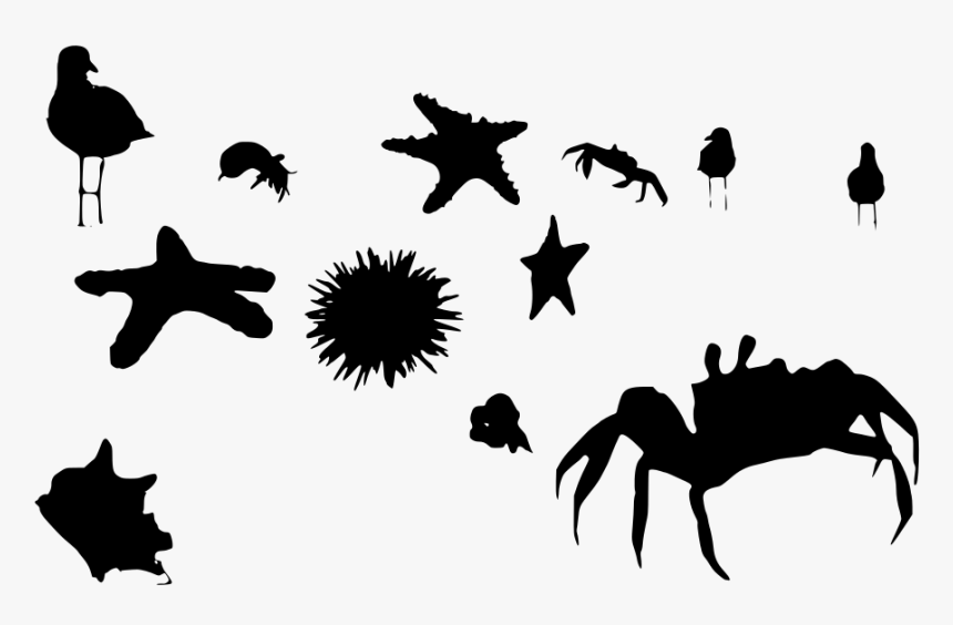 Starfish, HD Png Download