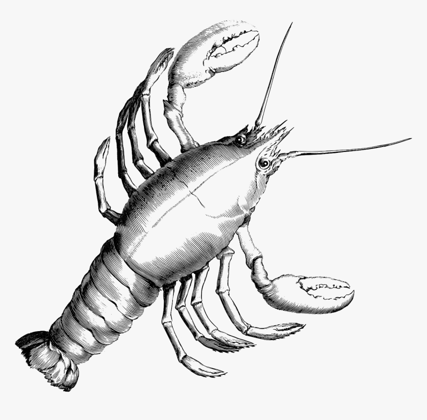 Cancer Constellation, HD Png Download