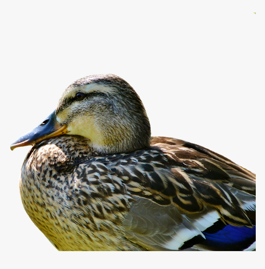 Duck Mallard Water Bird Free Photo - Duck, HD Png Download