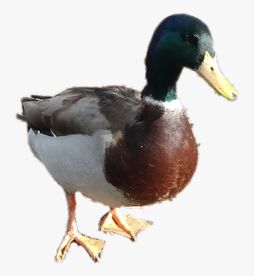 #mallard #duck - Mallard Duck Png, Transparent Png