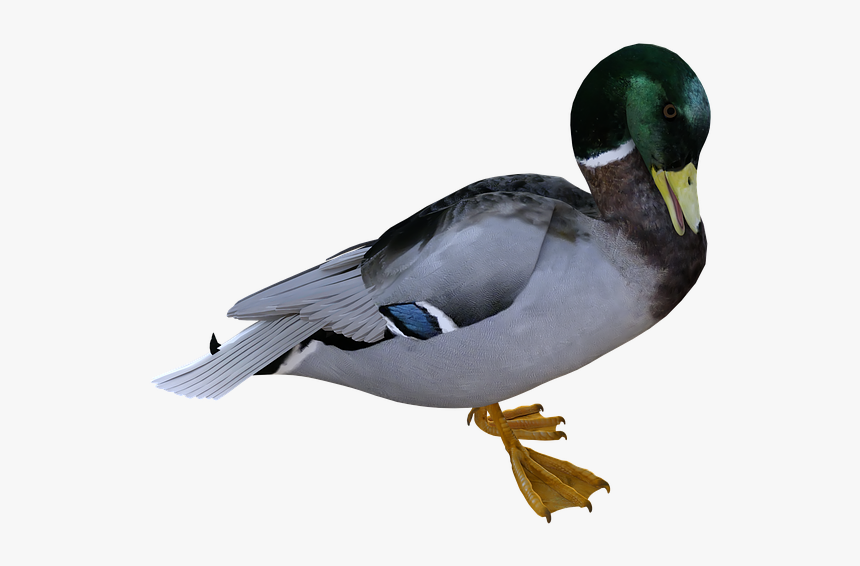 Duck, HD Png Download