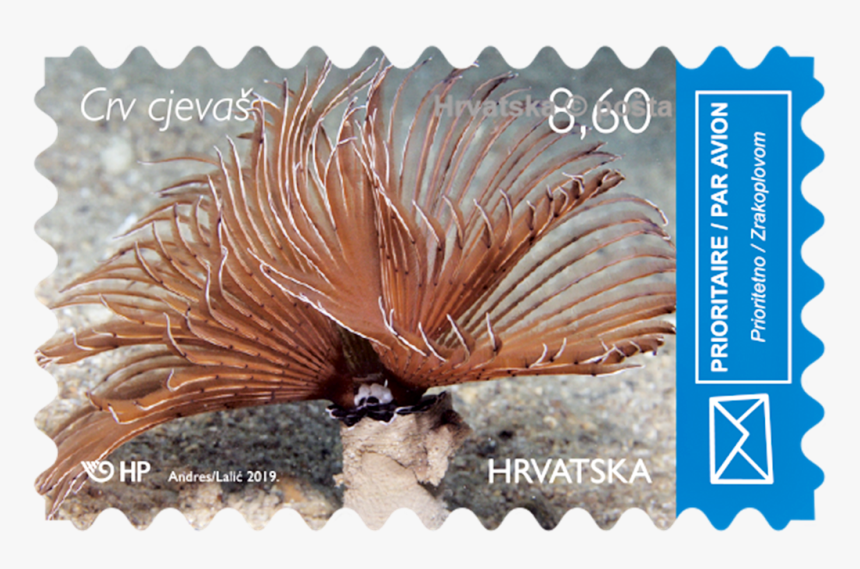 Transparent Motif Png - Marine Biology, Png Download