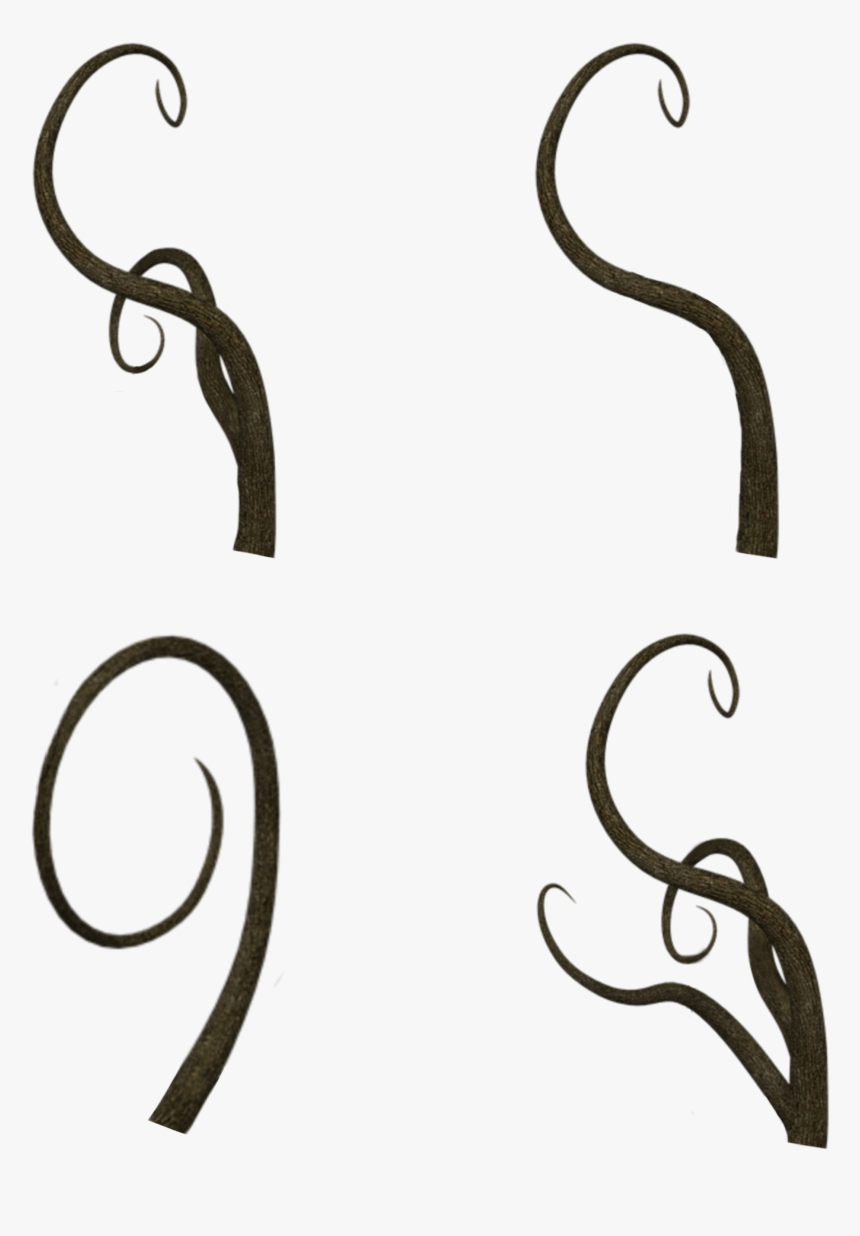 #vine #vines #stems #trees #stalk #stalks #terrieasterly, HD Png Download