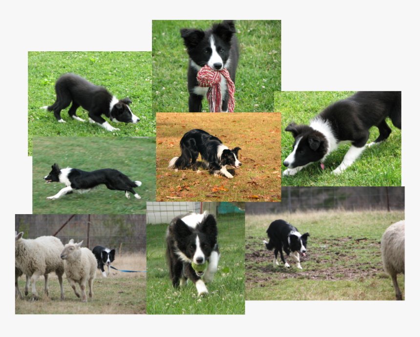 Picture - Border Collie, HD Png Download