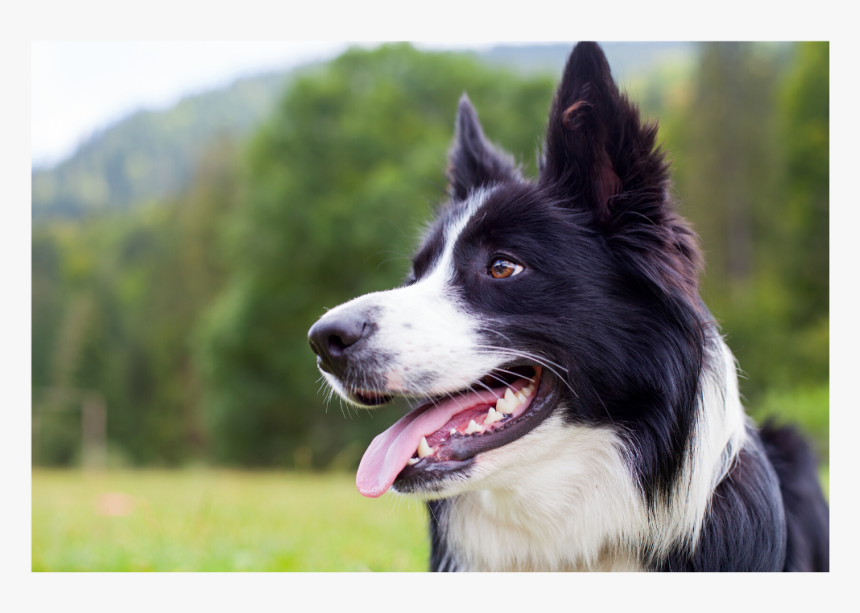 Border Collie, HD Png Download