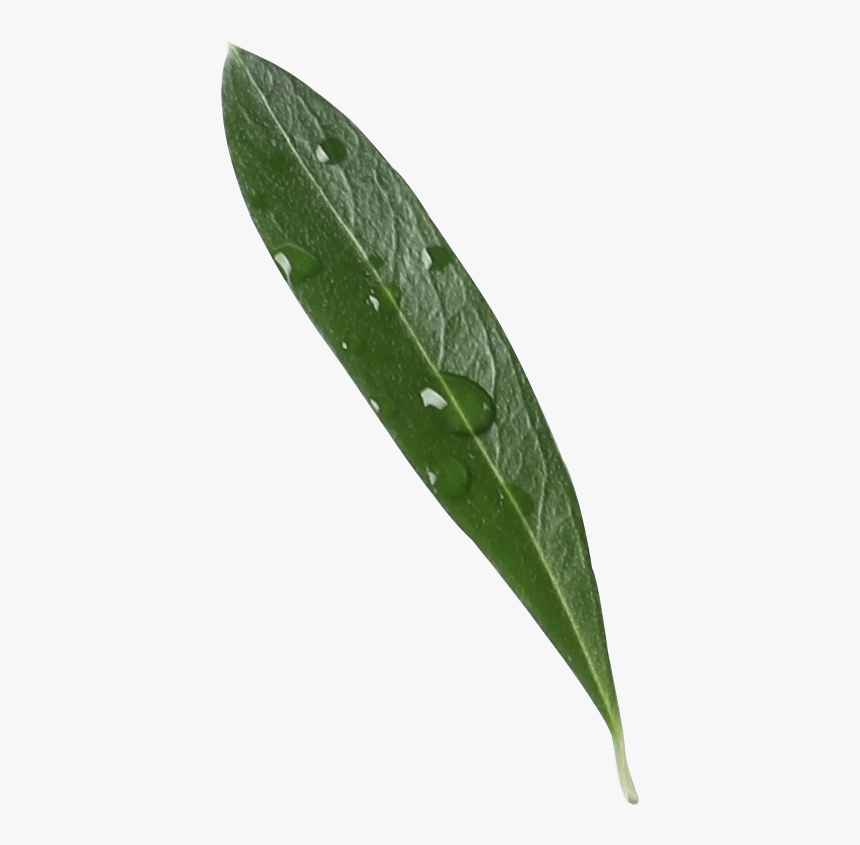 Greek Olive Oil Leaf - Japanese Camellia, HD Png Download