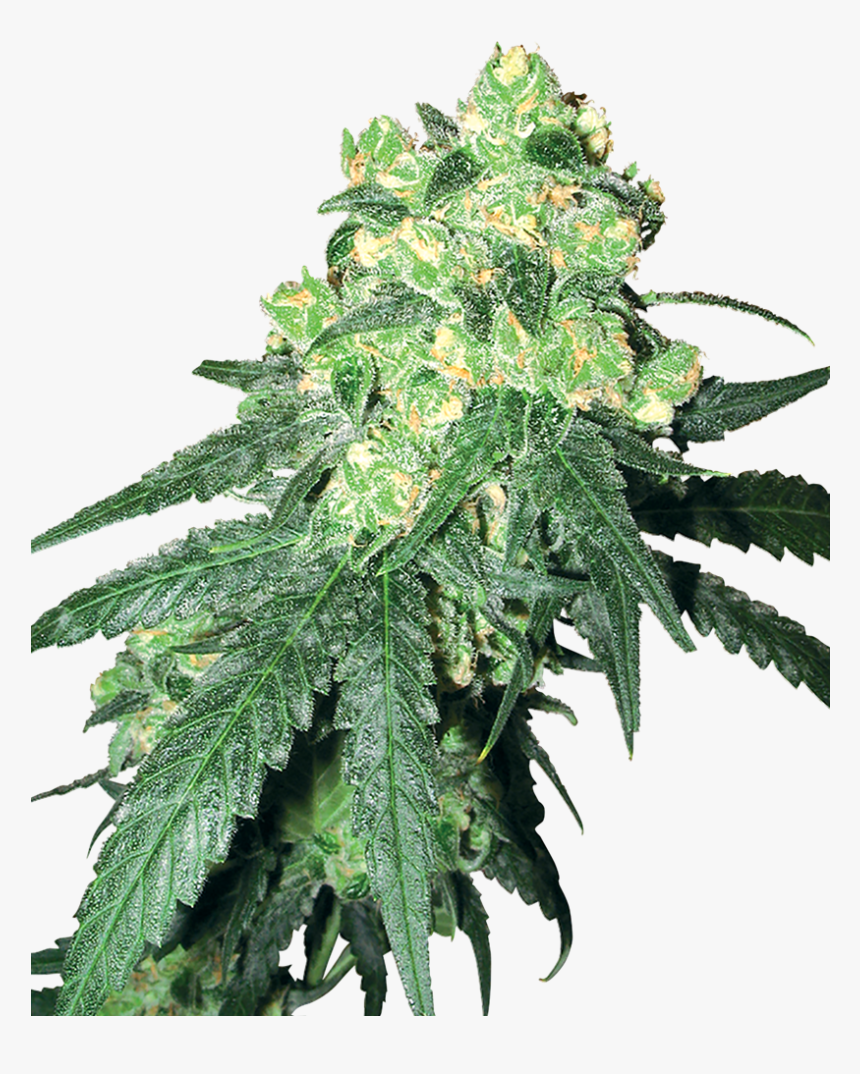 White Label Rhino, HD Png Download