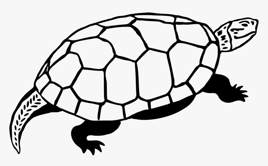 Sea Turtle Reptile Line Art Drawing - Gopher Tortoise, HD Png Download