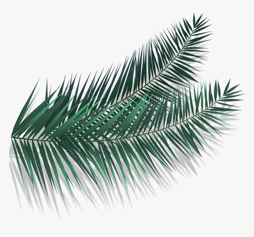 Roystonea, HD Png Download