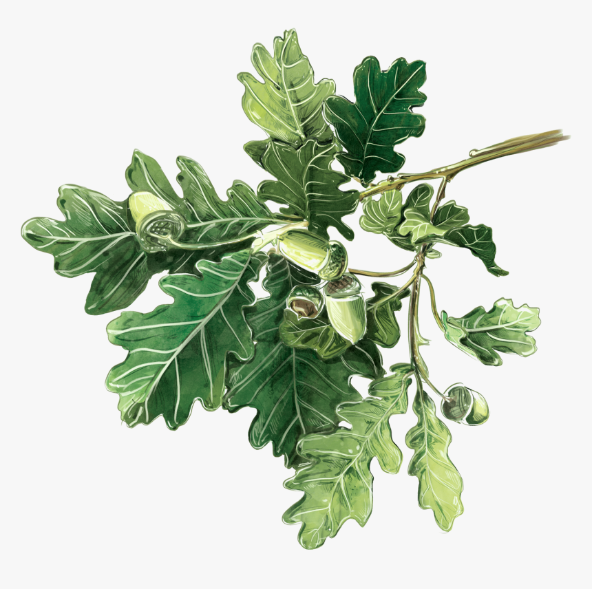 Gambel Oak, HD Png Download