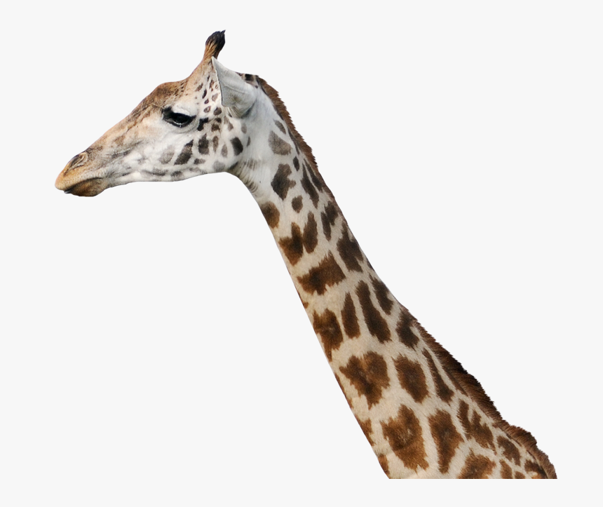Giraffe, HD Png Download