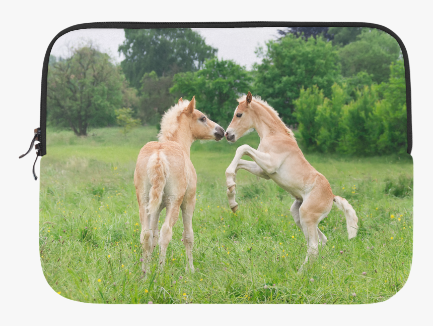 Haflinger Horses Cute Funny Pony Foals Playing Horse, HD Png Download