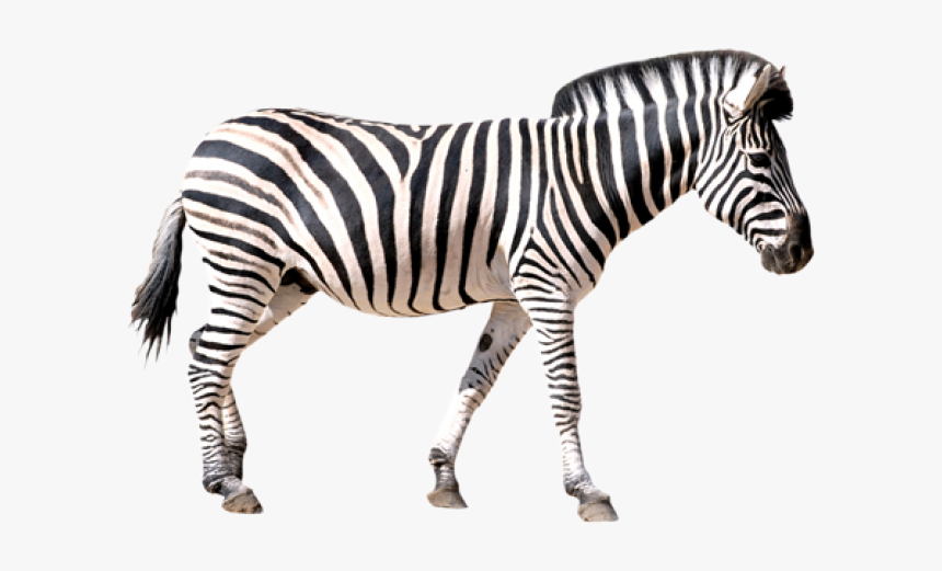 Zebra Png Transparent Images - Zebra Png, Png Download