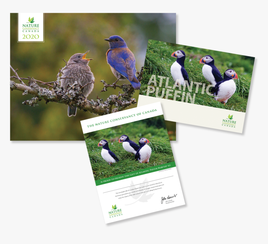 Atlantic Puffin - Canada, HD Png Download