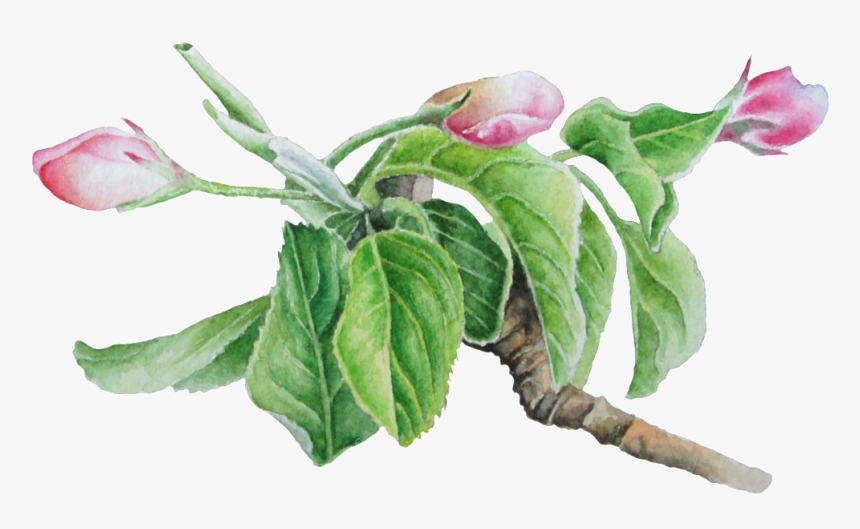 Dogwood Vector Tree - Bay Laurel, HD Png Download