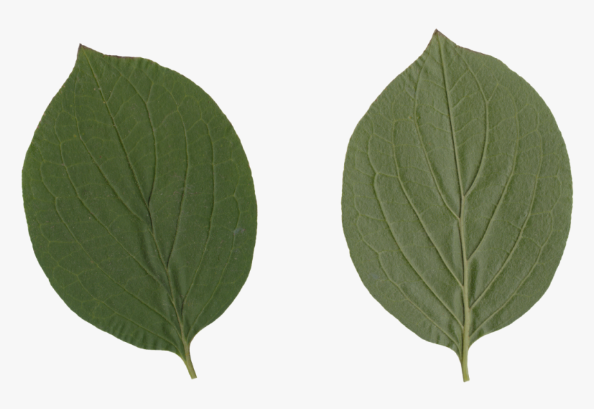 Nature Leaves - Swamp Birch, HD Png Download