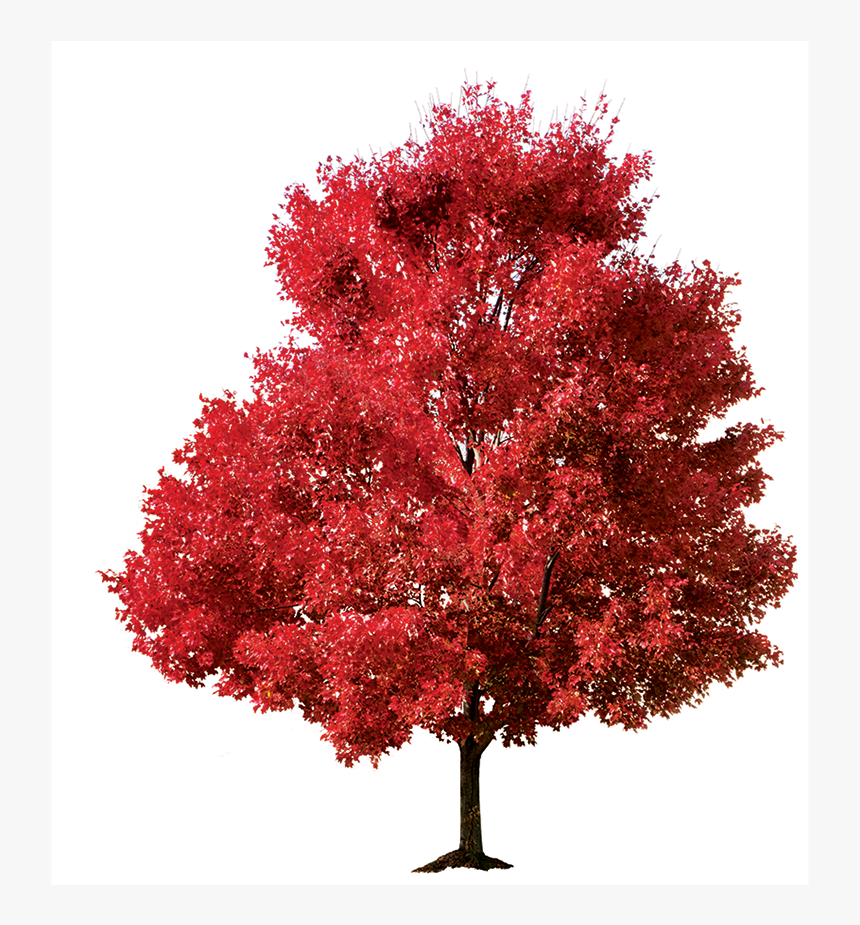 Maple, HD Png Download