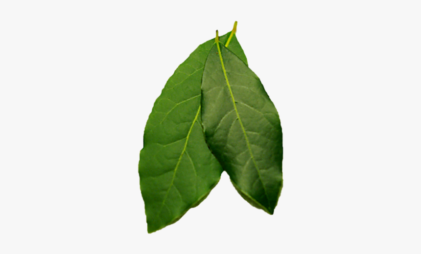 Bay Leaf Png, Transparent Png
