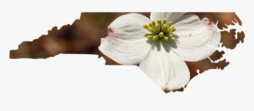 North Carolina - Cherry Blossom, HD Png Download