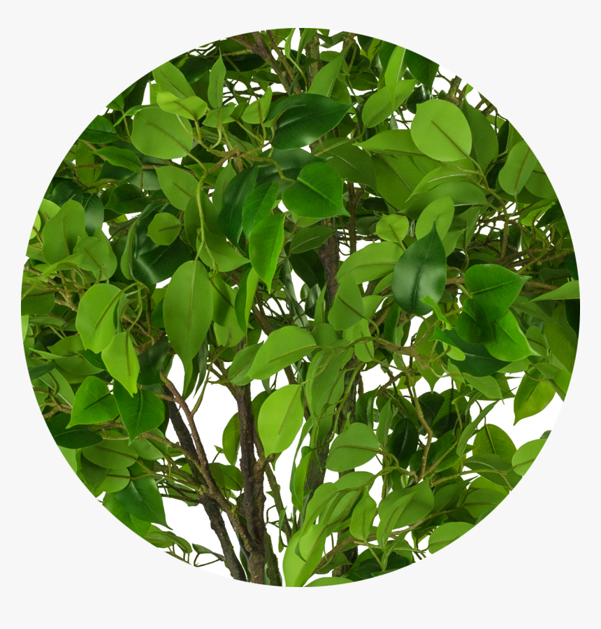 Osage Orange, HD Png Download