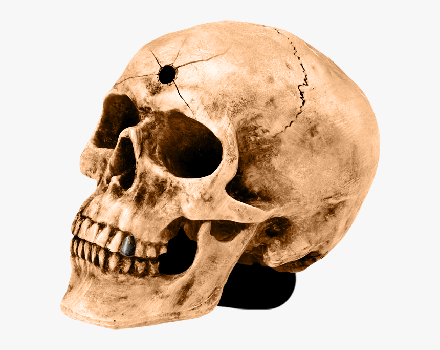 Skull, HD Png Download