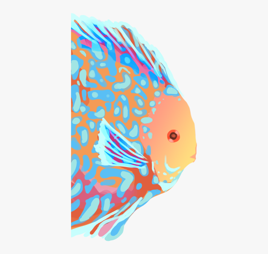 Pomacentridae, HD Png Download